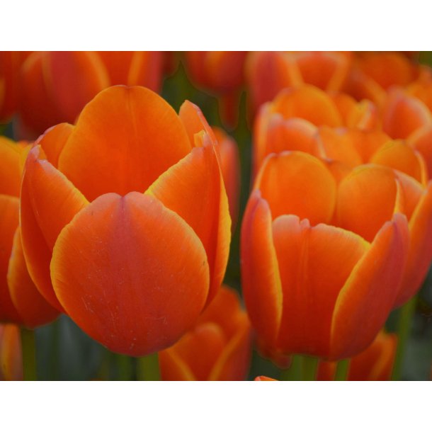 Tulipan Triple A