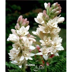 Tuberose 'The Pearl', 3 stk