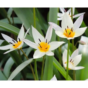 Tulipan turkestanica