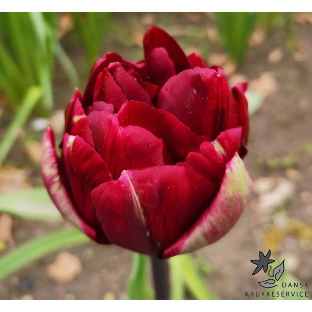 Tulipan Uncle Tom