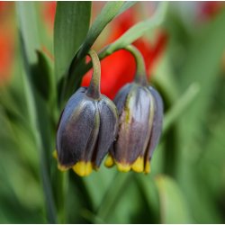 Fritillaria uva-vulpis