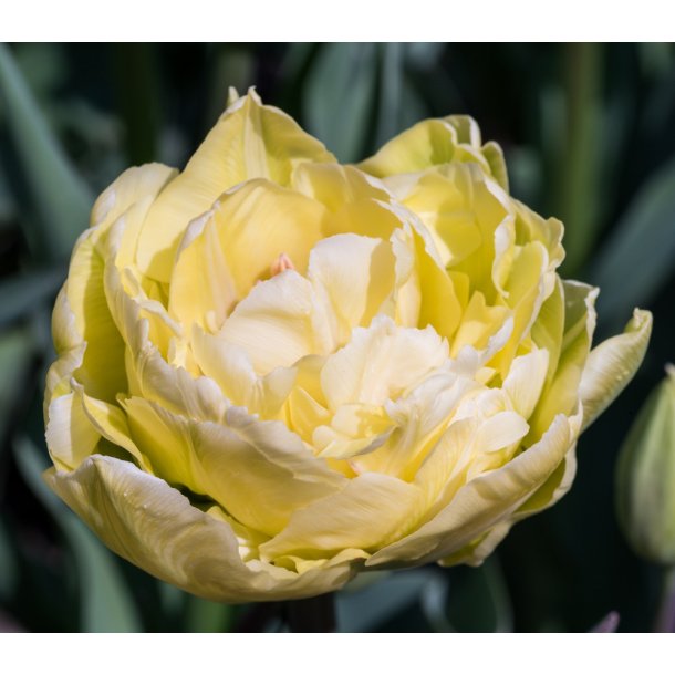 Tulipan Verona