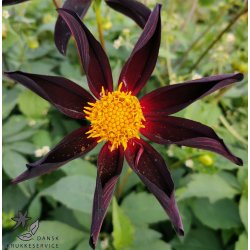 Dahlia Verrone's Obsidian