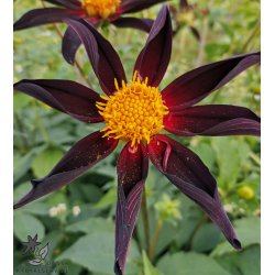 Dahlia Verrone's Obsidian