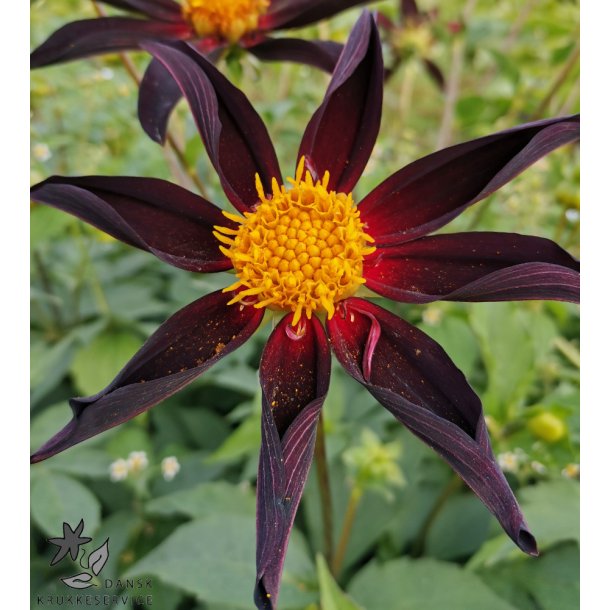 Dahlia Verrone's Obsidian