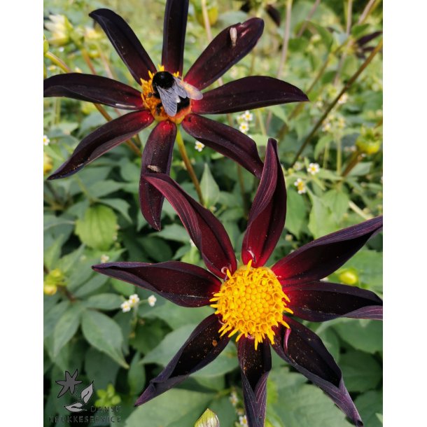 Dahlia Verrone's Obsidian