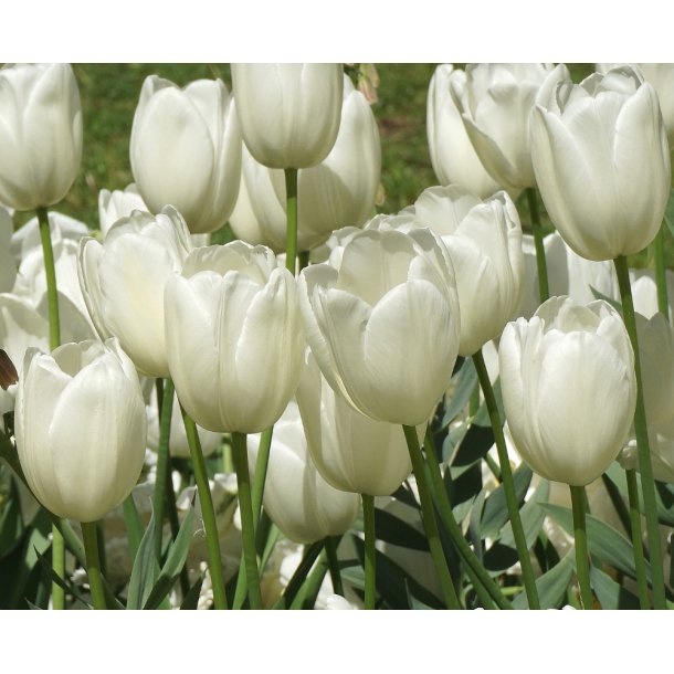 Tulipan Vestas