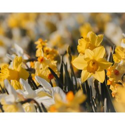 Blomsterl�g Oprydningspakke 2 (stor)