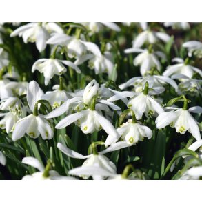 Dobbelt Vinterg�k, Flore Pleno