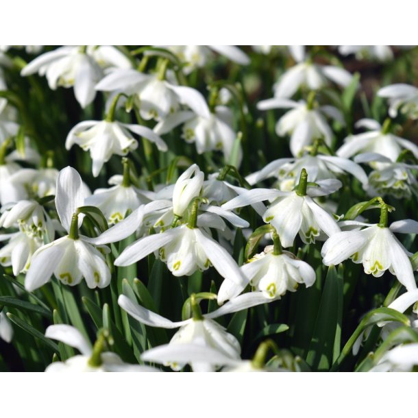 Dobbelt Vinterg�k, Flore Pleno