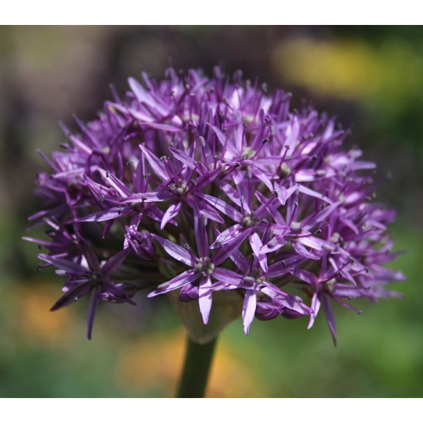 Prydlg Violet Beauty