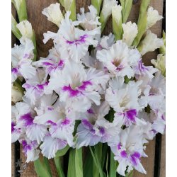 Gladiolus Violet Heart