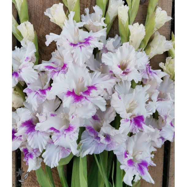 Gladiolus Violet Heart