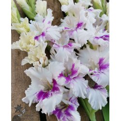 Gladiolus Violet Heart