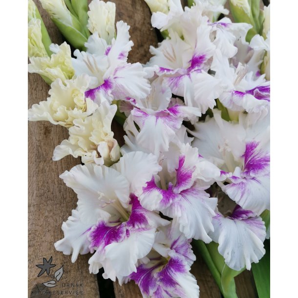 Gladiolus Violet Heart