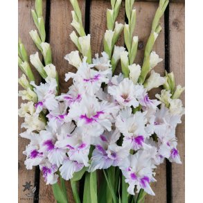 Gladiolus Violet Heart