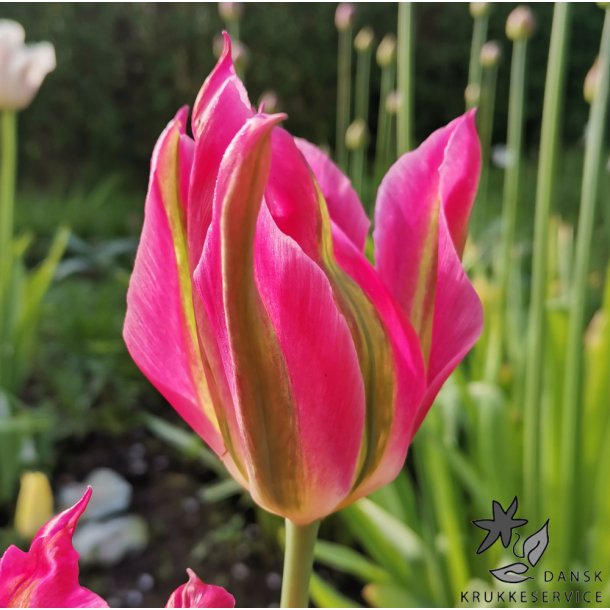 Tulipan Virichic