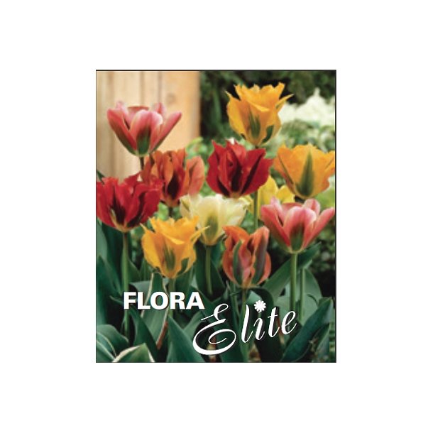 Tulipan Viridiflora Mix