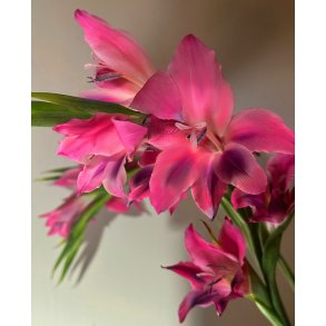 Gladiolus Vulcano