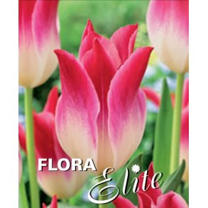 Tulipan Whispering Dream