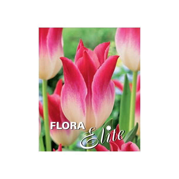Tulipan Whispering Dream