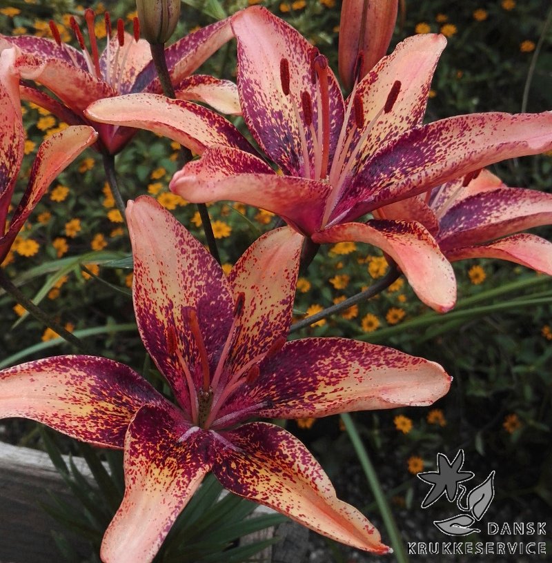 Lilium asiatica, Whistler