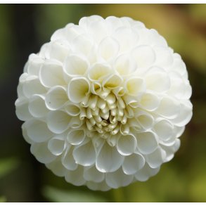 Dahlia White Aster