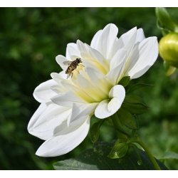 Dahlia White Onesta