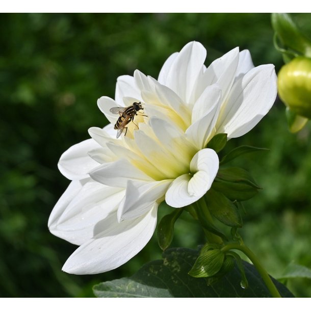Dahlia White Onesta