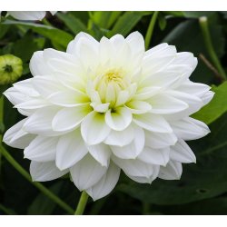 Dahlia White Onesta