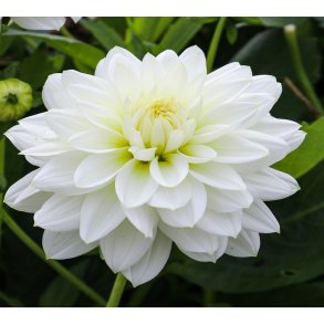 Dahlia White Onesta