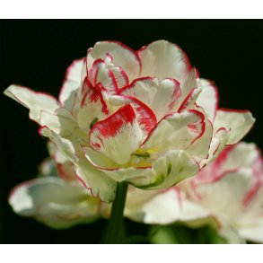 Tulipan Wild Desire