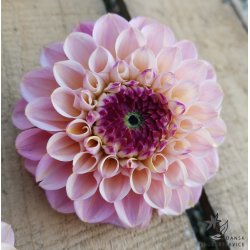Dahlia Wine Eyed Jill