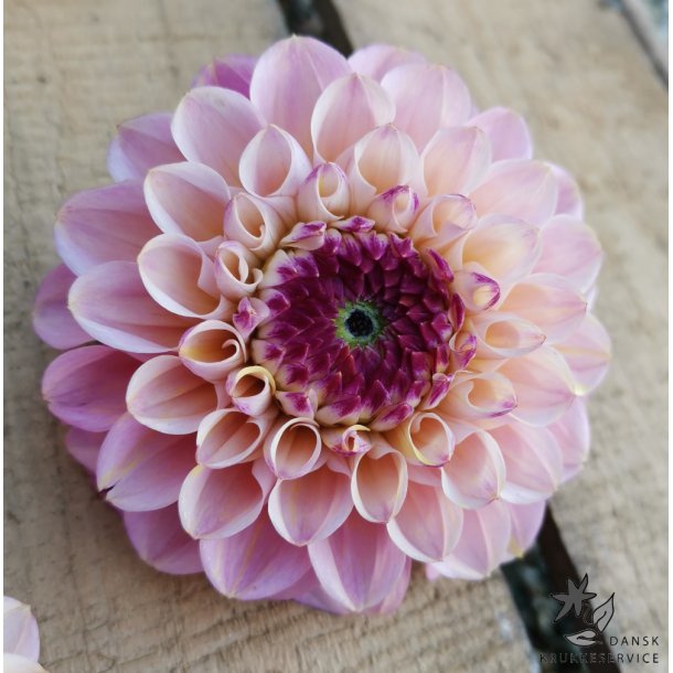 Dahlia Wine Eyed Jill