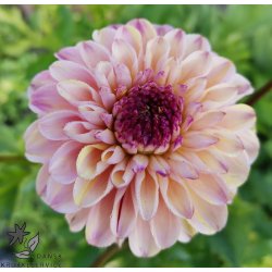 Dahlia Wine Eyed Jill
