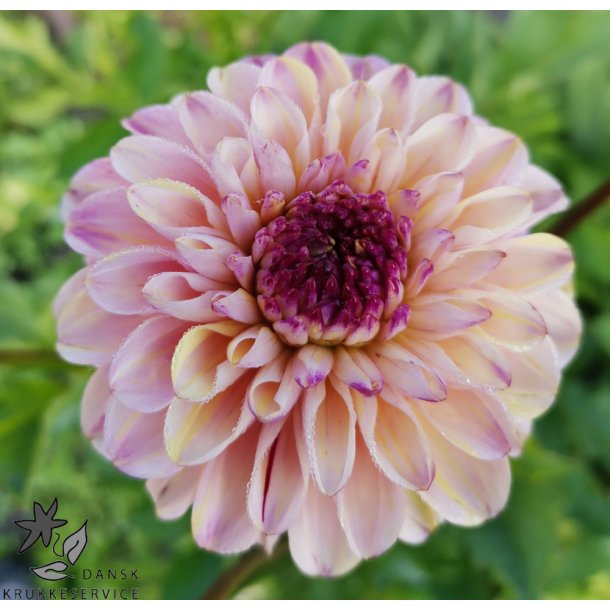 Dahlia Wine Eyed Jill