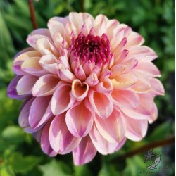 Dahlia Wine Eyed Jill