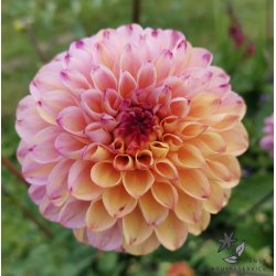 Dahlia Wine Eyed Jill