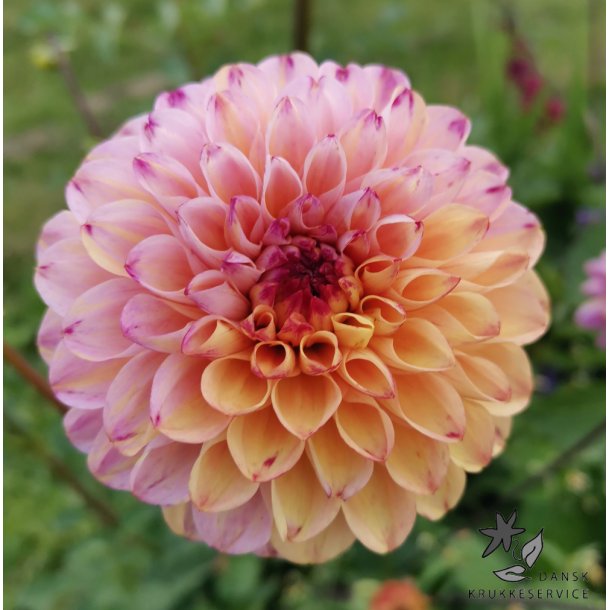 Dahlia Wine Eyed Jill