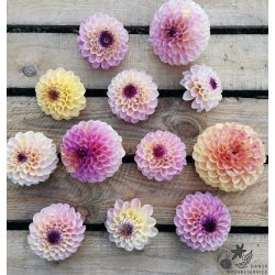 Dahlia Wine Eyed Jill