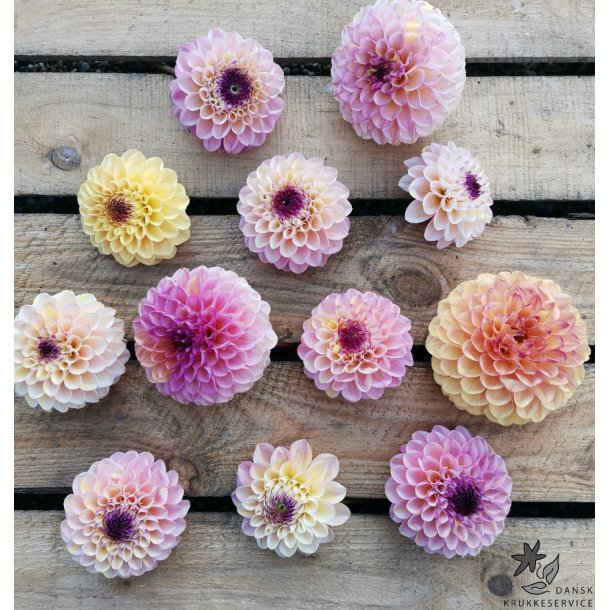 Dahlia Wine Eyed Jill