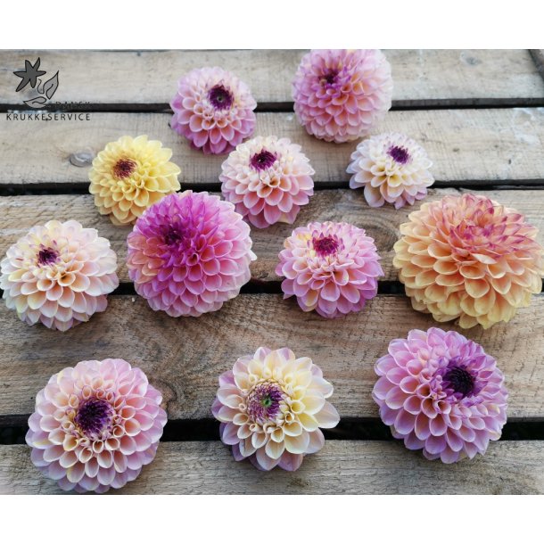 Dahlia Wine Eyed Jill