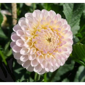 Dahlia Wizard of Lightning