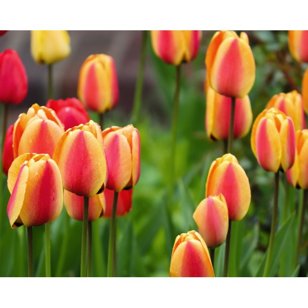 Tulipan World Peace