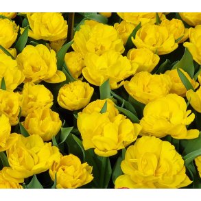 Tulipan Yellow Baby