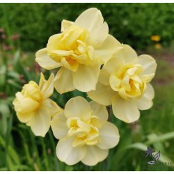 Dobbelt Pskelilje Yellow Cheerfulness