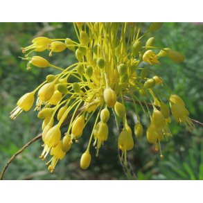 Prydlg Yellow Fantasy