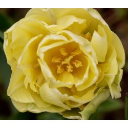 Tulipan Yellow Mountain