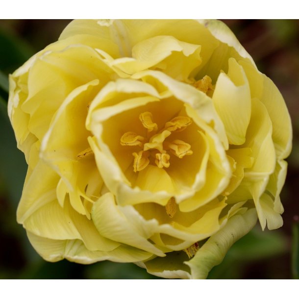 Tulipan Yellow Mountain