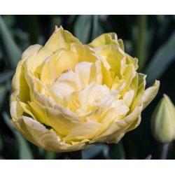 Tulipan Yellow Mountain